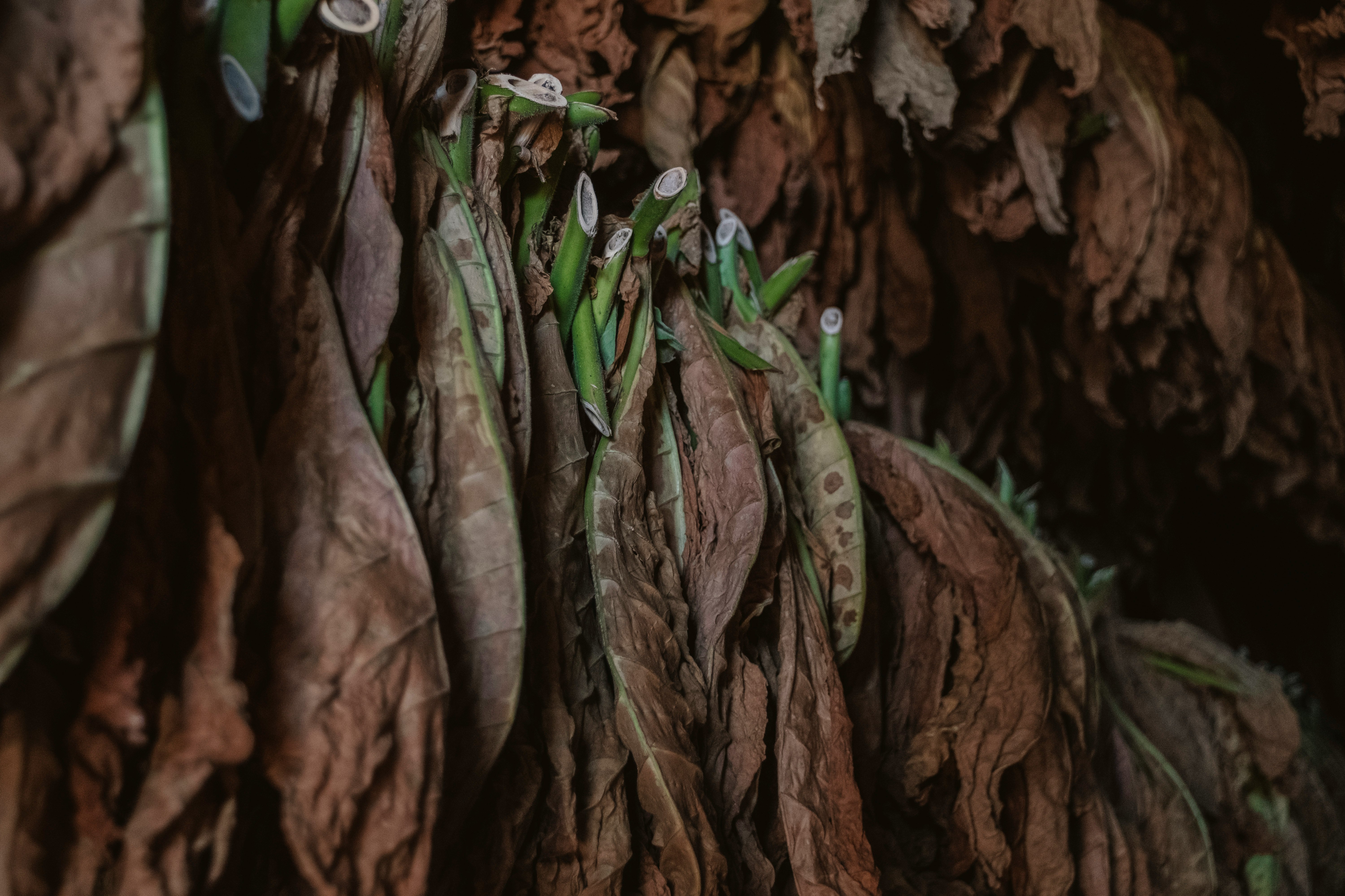 dry leaf